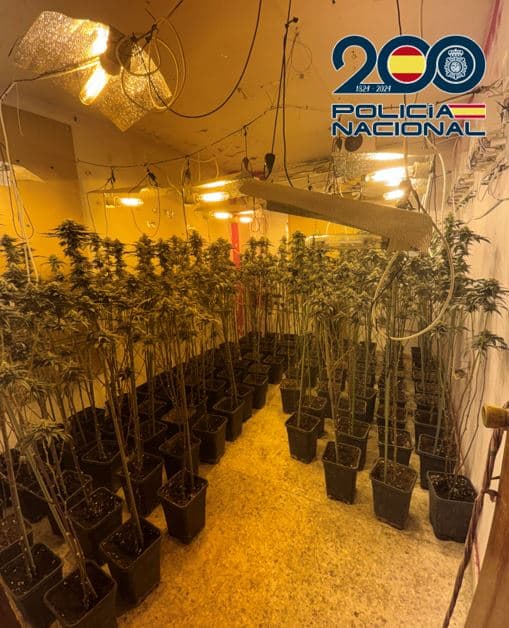 Operación antidroga en Granada: desmanteladas cuatro plantaciones “indoor” con casi 1.000 plantas de marihuana