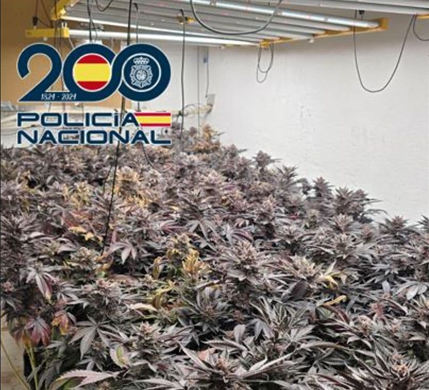 Dispositivo especial en Granada: desmantelados varios pisos dedicados al cultivo de marihuana