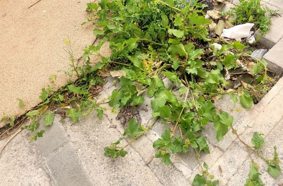 Centrados en Motril denuncia el abandono del barrio del Cuartel de Simancas