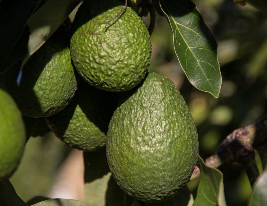 Almuñécar acoge la celebración de un taller práctico sobre poda del aguacate