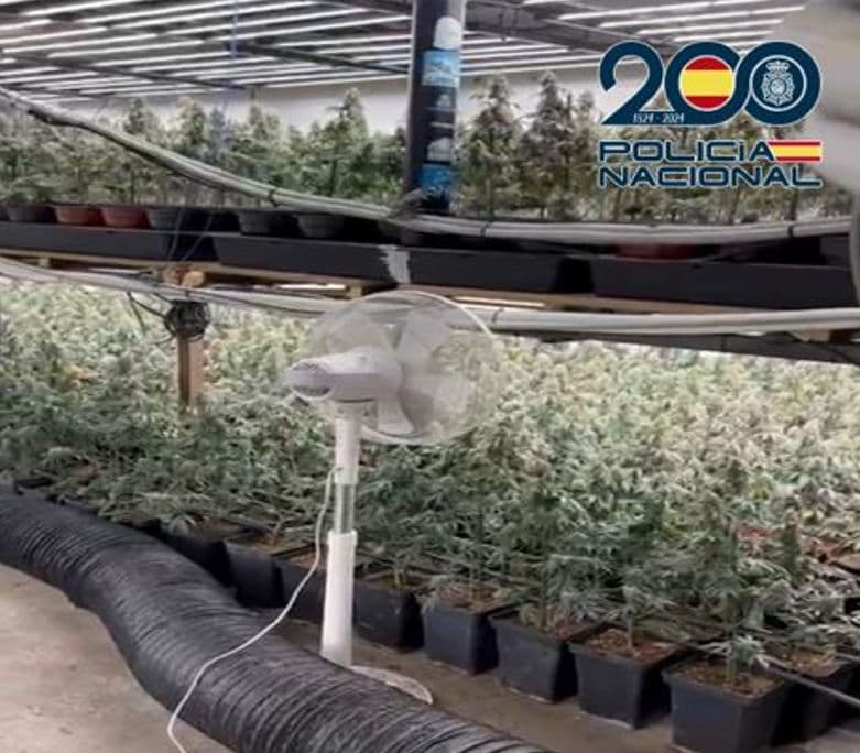 Operaciones antidroga en marzo: ocho en Motril, Granada y Baza con 28 detenciones y la aprehensión de más de 8.000 plantas de marihuana y cerca de 2 kilos de hachís