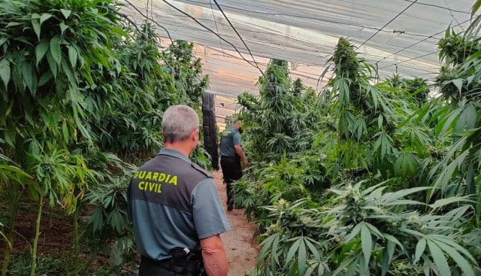 La Guardia Civil se incauta de 2.177 plantas de marihuana en 4 operaciones simultáneas