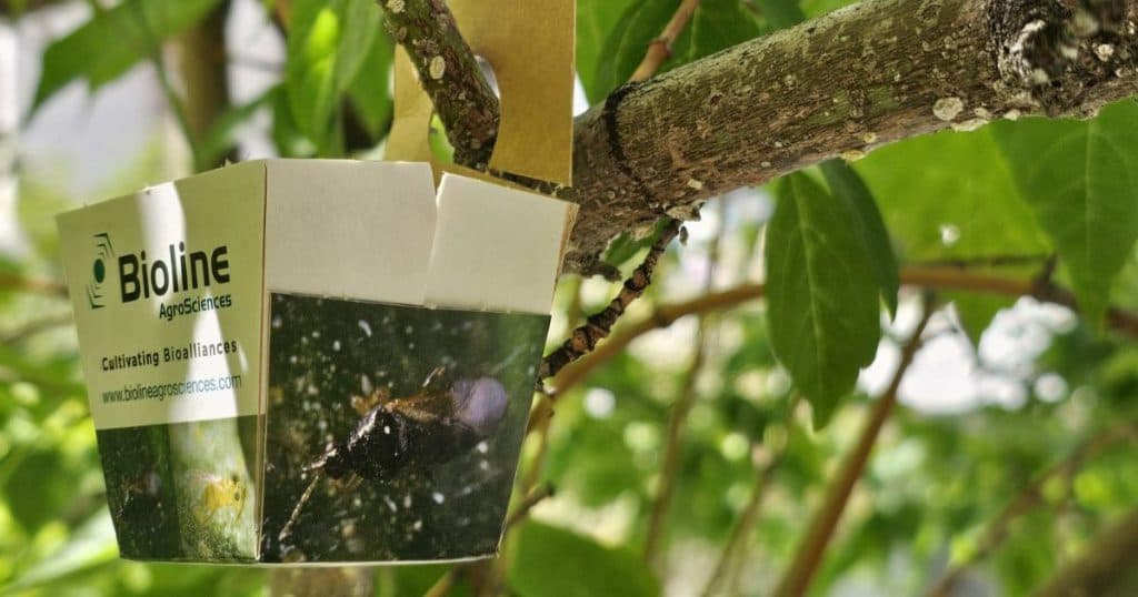 El área de Parques y Jardines de Motril realiza acciones preventivas contra posibles plagas en el arbolado de la ciudad