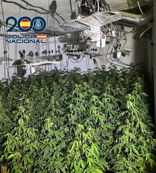 Nuevas plantaciones de marihuana desmanteladas por la Policía Nacional en Granada, incautando droga preparada para su venta