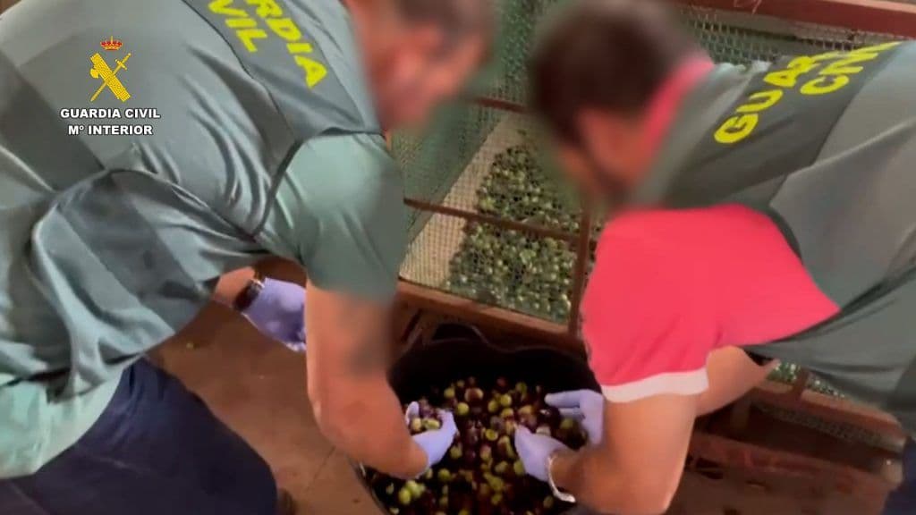 La Guardia Civil pone a disposición judicial a siete personas por el hurto de más de 500 kg de aceituna en Loja