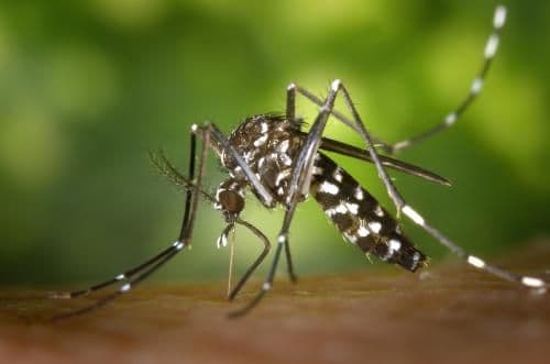 Motril impulsa una campaña de prevención y comunicación frente al mosquito común transmisor del Virus del Nilo Occidental