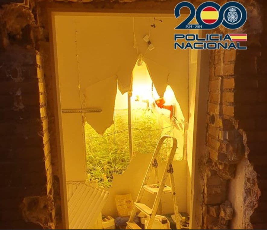 La Policía Nacional desmantela en Granada dos plantaciones de interior con más de 700 plantas