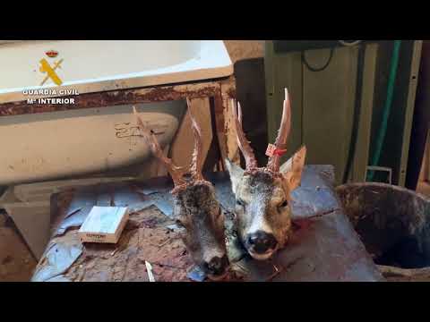 DESARTICULADA UNA TRAMA DE CAZADORES FURTIVOS QUE MANIPULABA PRECINTOS DE CAZA PARA REUTILIZARLOS