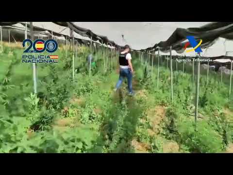 DESMANTELADA EN ALBONDÓN UNA FINCA CON MÁS DE 3.300 PLANTAS DE MARIHUANA