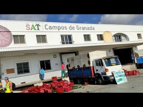PROTESTAS DE LOS AGRICULTORES DE LA COSTA TROPICAL POR LOS BAJOS PRECIOS DEL PEPINO HOLANDÉS |