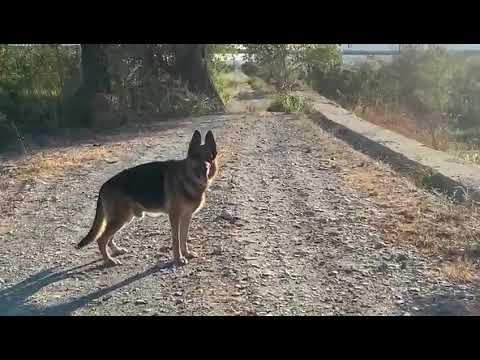 REX: UNIDAD CANINA PROTECCIÓN CIVIL 3