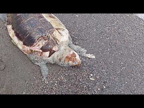 APARECE UNA TORTUGA BOBA, ESPECIE PROTEGIDA, EN LA PLAYA PUNTA DEL RÍO DE SALOBREÑA