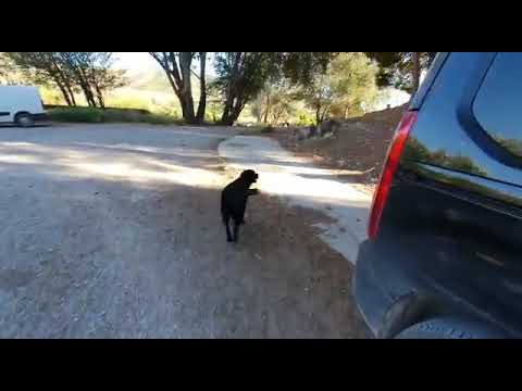 REX: UNIDAD CANINA PROTECCIÓN CIVIL