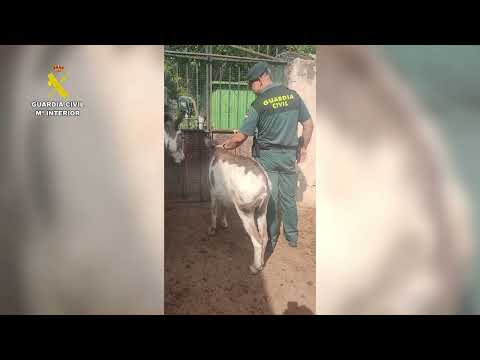 DOS INVESTIGADOS EN GRANADA POR MALTRATAR A 17 PERROS Y 10 ÉQUIDOS