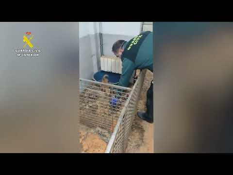 LA GUARDIA CIVIL HALLA 250 CADÁVERES DE ANIMALES EN UN CRIADERO CLANDESTINO