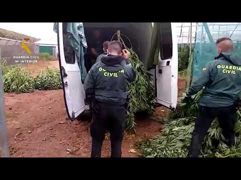 La Guardia Civil incauta la mayor plantación de marihuana descubierta en la provincia de Granada
