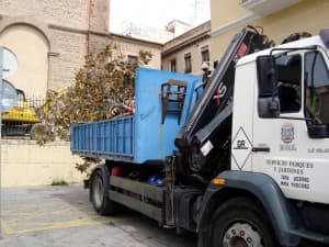 Parques y Jardines traslada el magnolio de la Iglesia de la Encarnación a la calle Capitán Luque de Aviación
