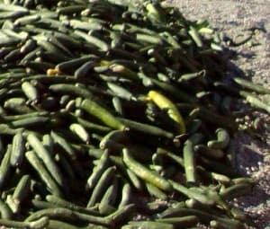 Agricultura abre el plazo de solicitud de ayudas para las medidas de gestión de crisis derivadas del brote de E. Coli