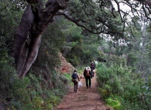 Buxus achaca a la crisis la relajación en vigilancia medioambiental