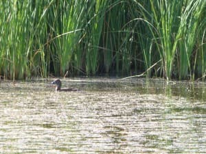 Charca de Suárez enriquece su importancia ecológica y científica
