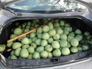 La Policía Local de Motril decomisa más de 300 kilos de subtropicales robados