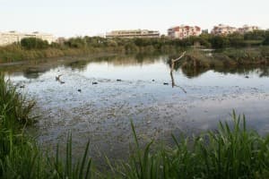Premio ‘Bandera Verde, Municipio Responsable’ para el programa de Educación ambiental de la Charca de Suárez