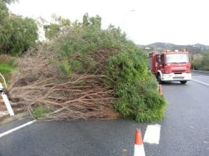 El viento provocó varias caídas de árboles este pasado fin de semana en el municipio sexitano