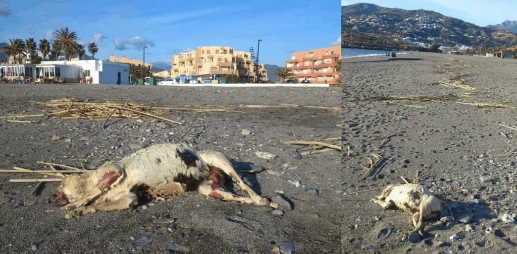 Malestar de la Asociación de hosteleteros de Salobreña con su Ayuntamiento