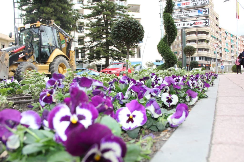 Motril lucirá 3.000 plantas blancas y moradas para recibir a sus visitantes en Semana Santa