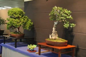 Almuñécar acoge el I Congreso Andaluz de Bonsai “Ciudad de Almuñécar”