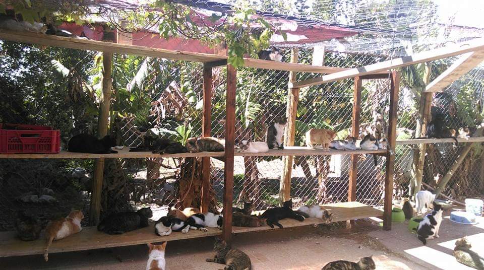 Más de 45 gatos callejeros recogidos en La Caleta de Salobreña
