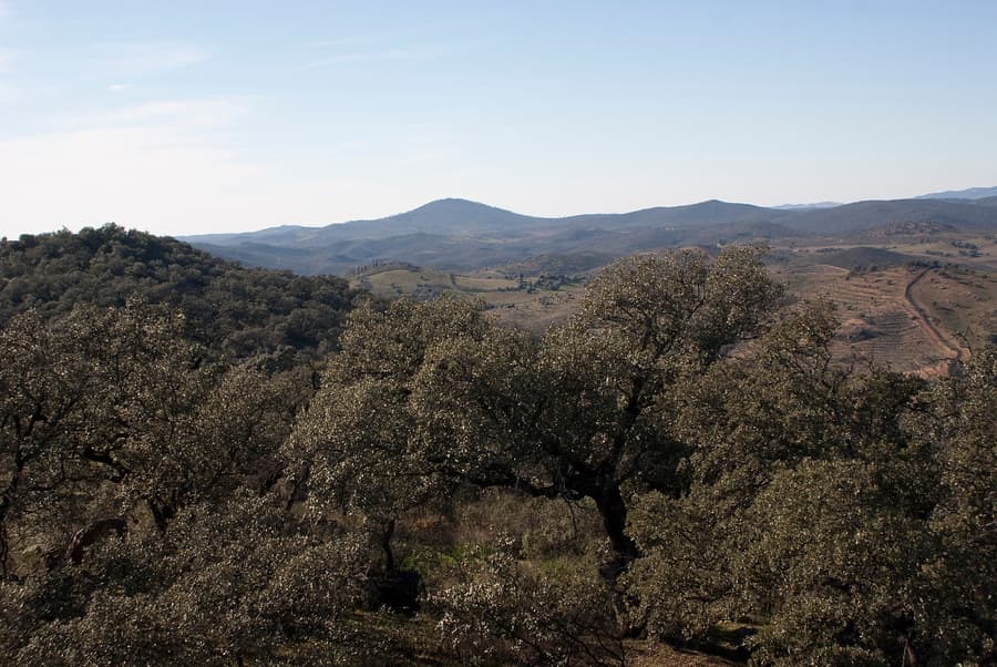 Licitación pública forestal cifrada en 60 millones de euros para proteger el medio natural