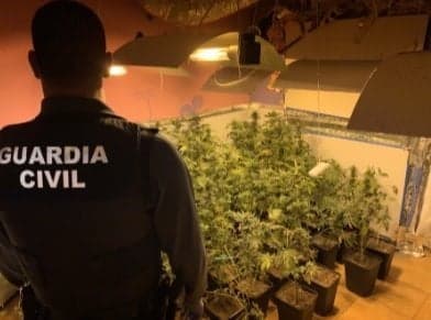 Localizadas en Castell de Ferro 209 plantas de cannabis sativa