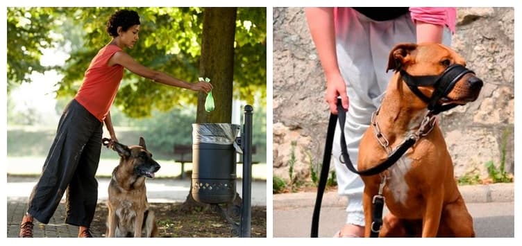 El Ayuntamiento de Salobreña intensifica la campaña de tenencia de perros y pide colaboración ciudadana