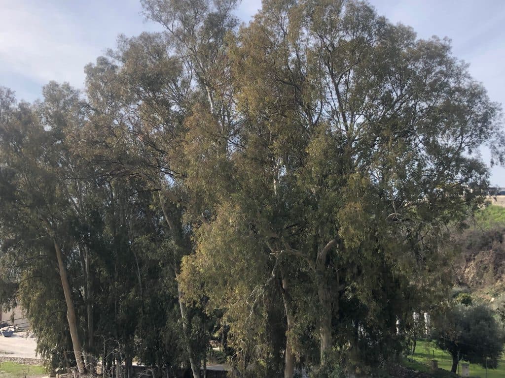 Órgiva prepara un Plan de Arbolado Urbano