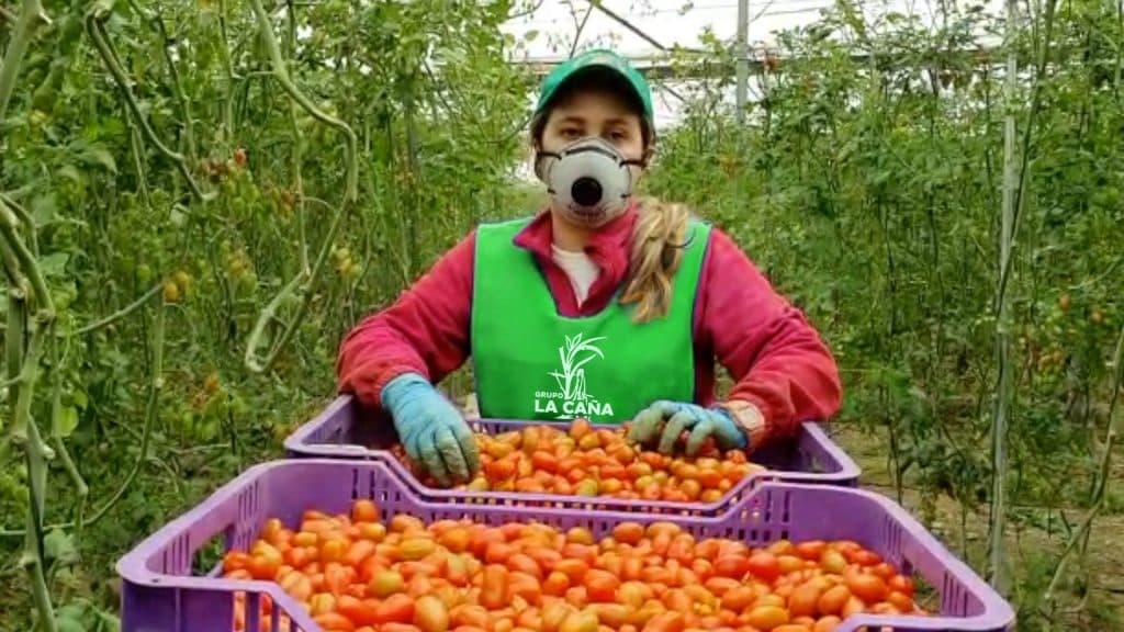 Grupo La Caña mantiene su actividad y garantiza el servicio a los agricultores