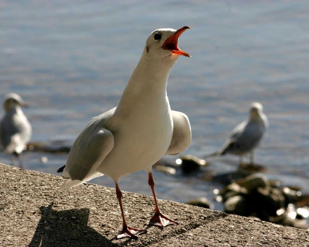 Se inician las actividades en espacios protegidos para celebrar el Día Mundial de las Aves Migratorias