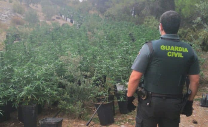 Descubierta una plantación con 2.350 plantas de cannabis sativa en una finca de Los Guájares