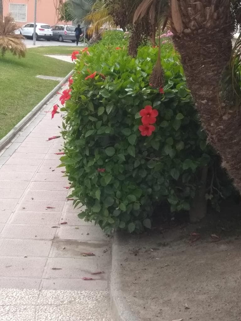 El PSOE pide la poda de los arbustos y el arreglo de las jardineras situadas junto a los accesos del Conservatorio