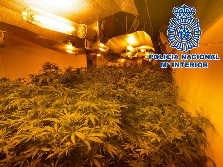 Cultivaba 237 plantas de marihuana en pleno centro de Motril