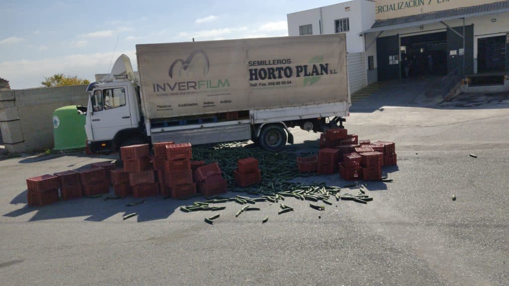 Los agricultores de la Costa Tropical tiran 20.000 kilos de pepino holandés en la N-340