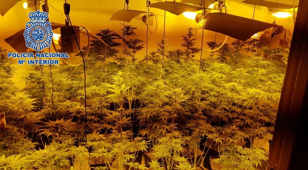 Enero se salda con más de una docena de operaciones en Granada, Motril y Baza, con 17 detenciones y cerca de 1.700 plantas de marihuana incautadas