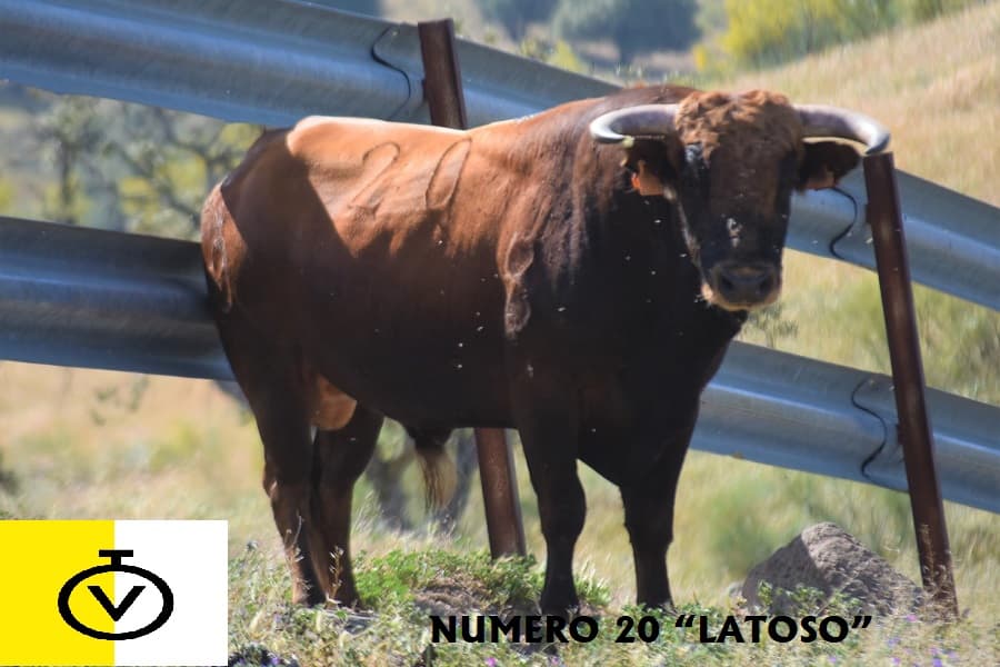 Presentados los novillos para el mano a mano entre Joselete y el motrileño, Pablo Maldonado