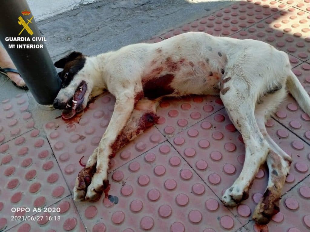 Investigado por maltrato animal después de que golpeara a su perro y lo abandonara malherido