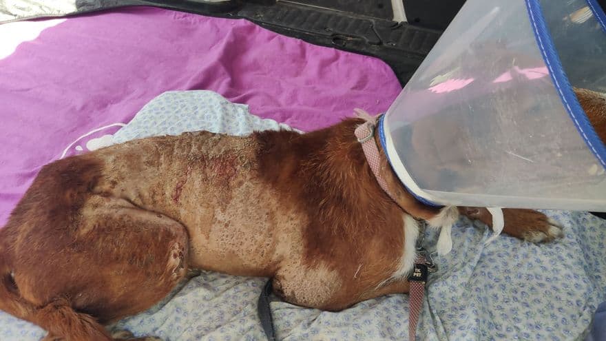 Hallado un perro con quemaduras por ácido en una cuneta de Motril