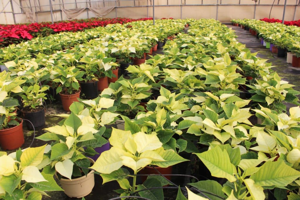 Miles de pascueros vestirán los jardines de Motril durante la Navidad