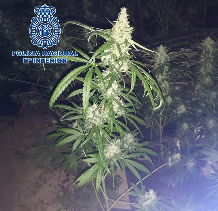 Detenida una pareja como presuntos responsables de una plantación de marihuana e intervenidas 334 plantas y 1.280 gramos de cogollos
