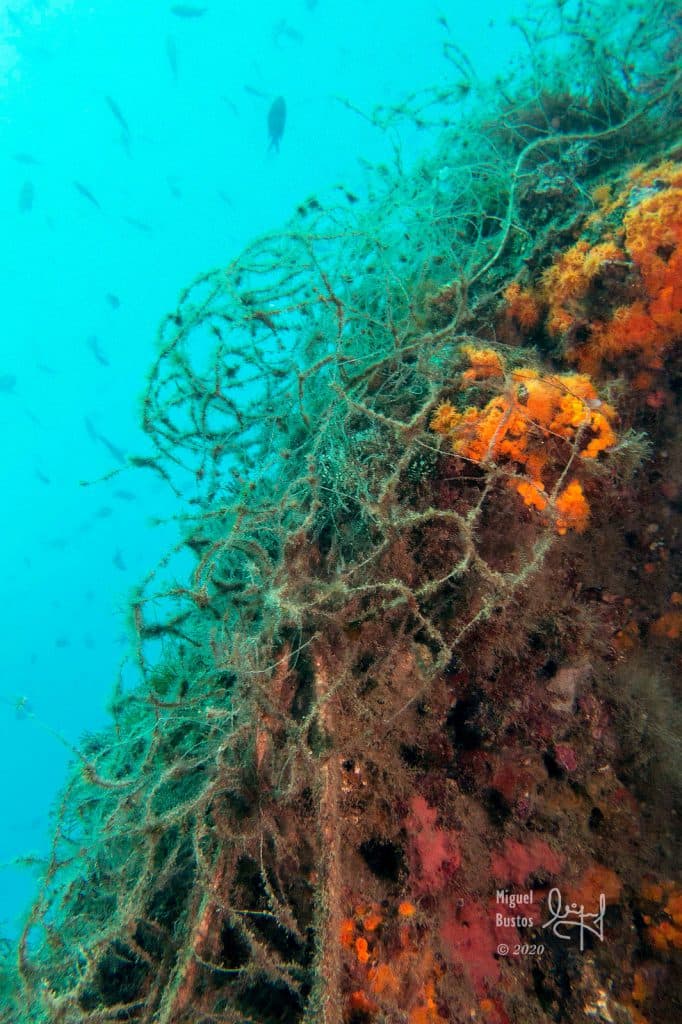 Buxus muestra su apoyo a la protección contra la pesca en el espacio protegido de la Punta de la Mona