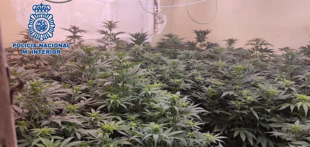 Desmantelados tres inmuebles dedicados al cultivo de marihuana incautando más de 900 plantas, 1,7 Kilos de cogollos y 160 gramos de picadura