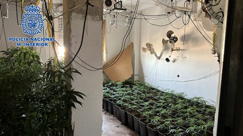 La Policía Nacional desmantela en Granada siete plantaciones indoor de marihuana en las que incauta de 12.000 plantas